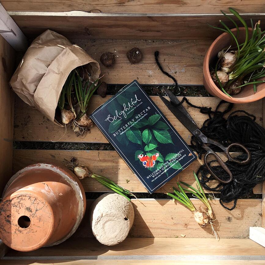 Butterfly Oasis Hranilica za Leptire ljubičasta