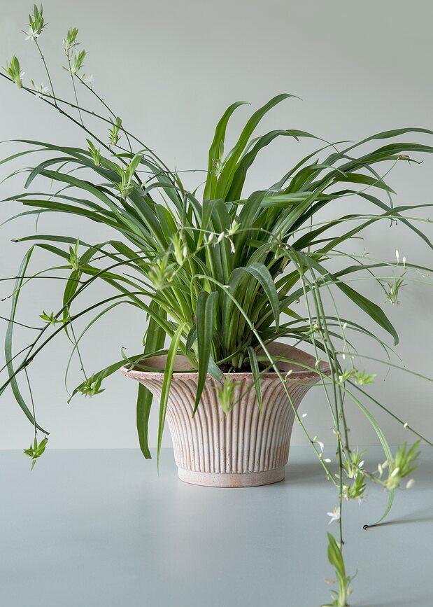 Daisy Tegla s podloškom 25 cm ružičasta