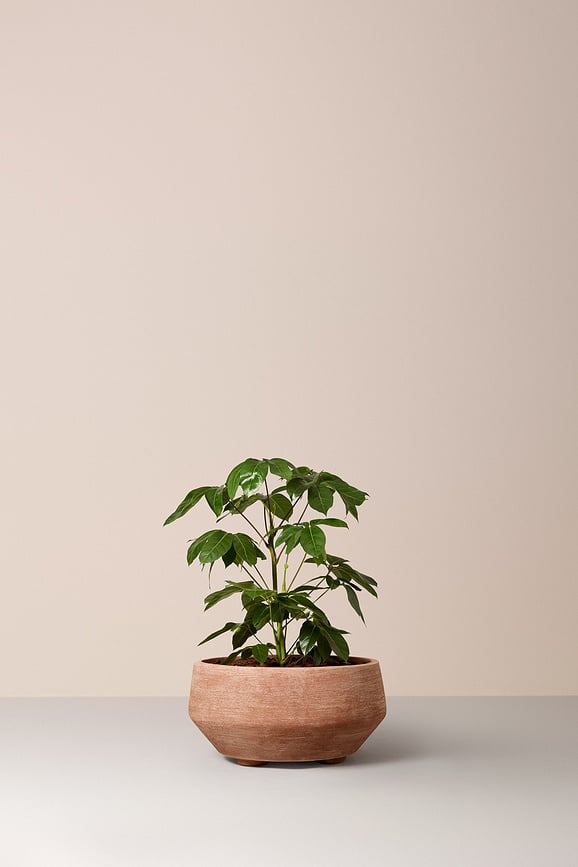 Donica Doma 90 cm różowa