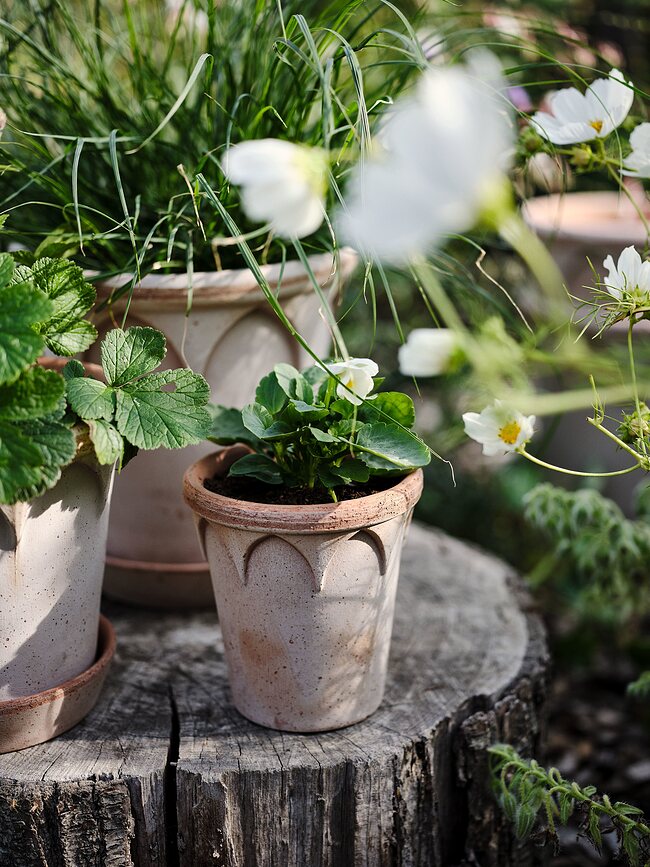 Elizabeth Cvetlični lonec s podstavkom, 12 cm, roza