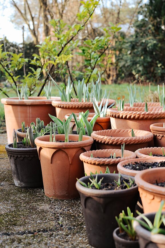 Elizabeth Pot de Fleurs avec soucoupe, 14 cm, rose