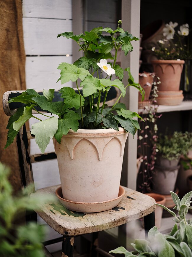 Elizabeth Pot de Fleurs avec soucoupe, 14 cm, rose