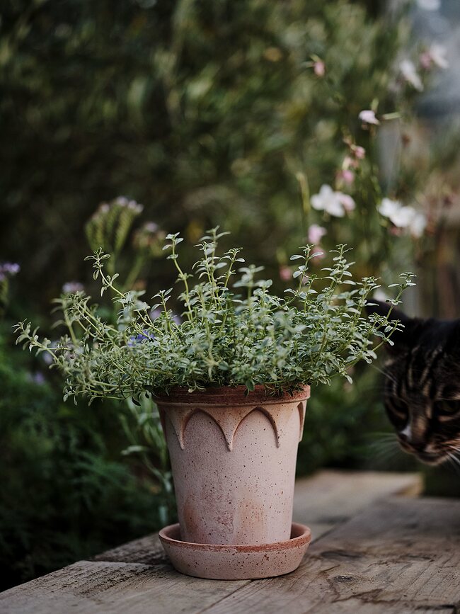 Elizabeth Pot de Fleurs avec soucoupe, 14 cm, rose