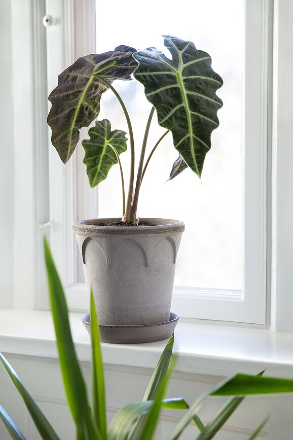 Elizabeth Pot de Fleurs avec soucoupe, 21 cm, gris