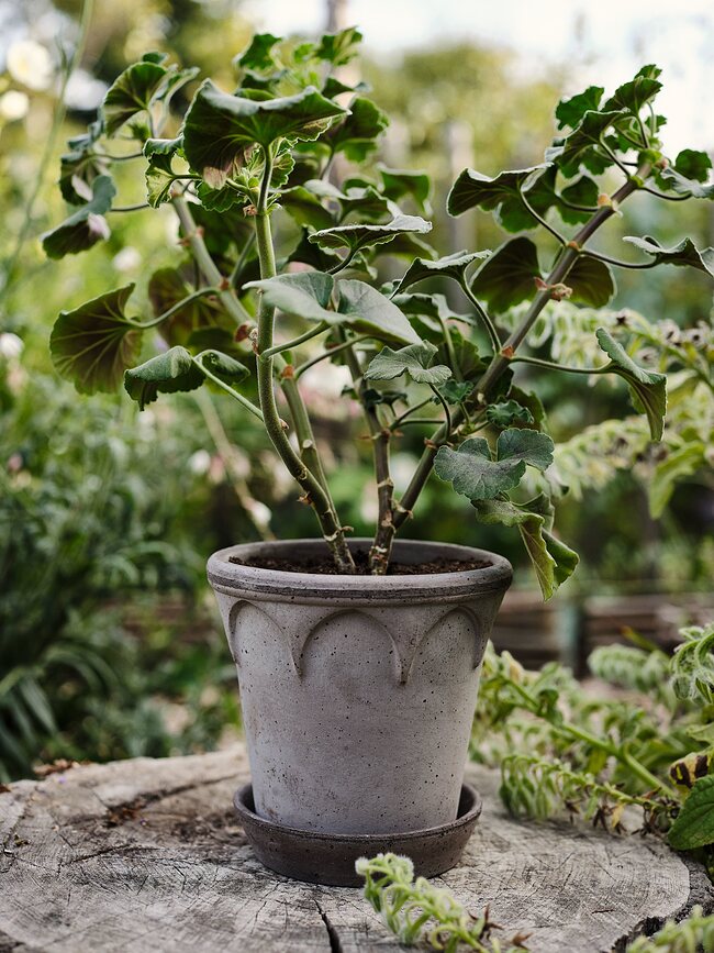 Elizabeth Pot de Fleurs avec soucoupe, 21 cm, gris