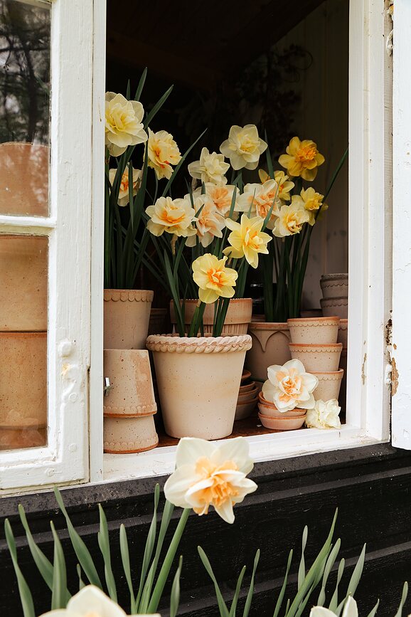 Emilia Γλάστρα με πιατάκι, 25 cm, ροζ