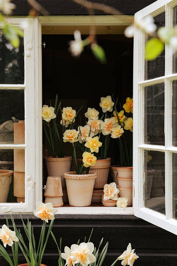 Emilia Γλάστρα με πιατάκι, 25 cm, ροζ