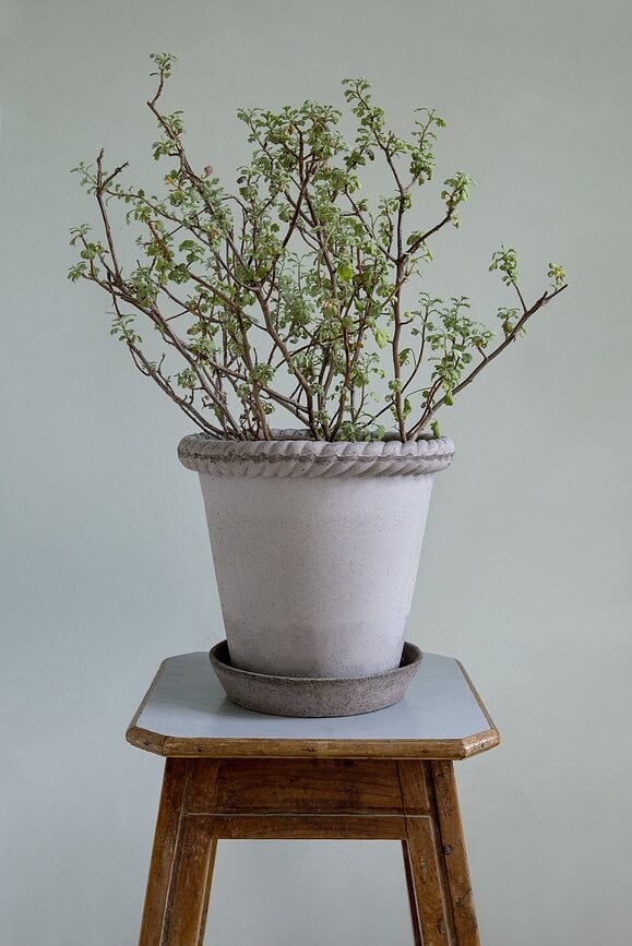 Emilia Pot de Fleurs avec soucoupe, 16 cm, gris