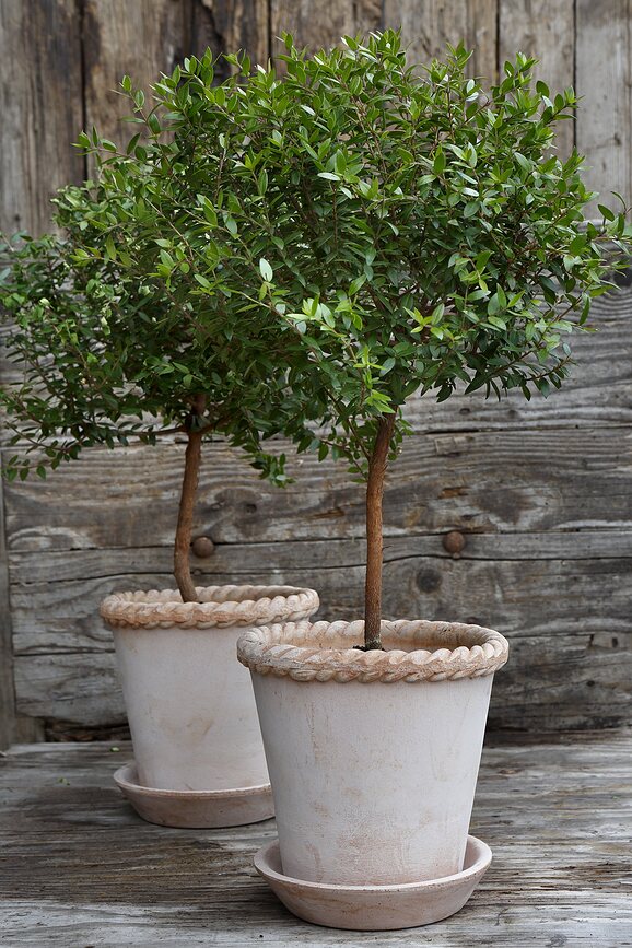 Emilia Pot de Fleurs avec soucoupe, 25 cm, rose