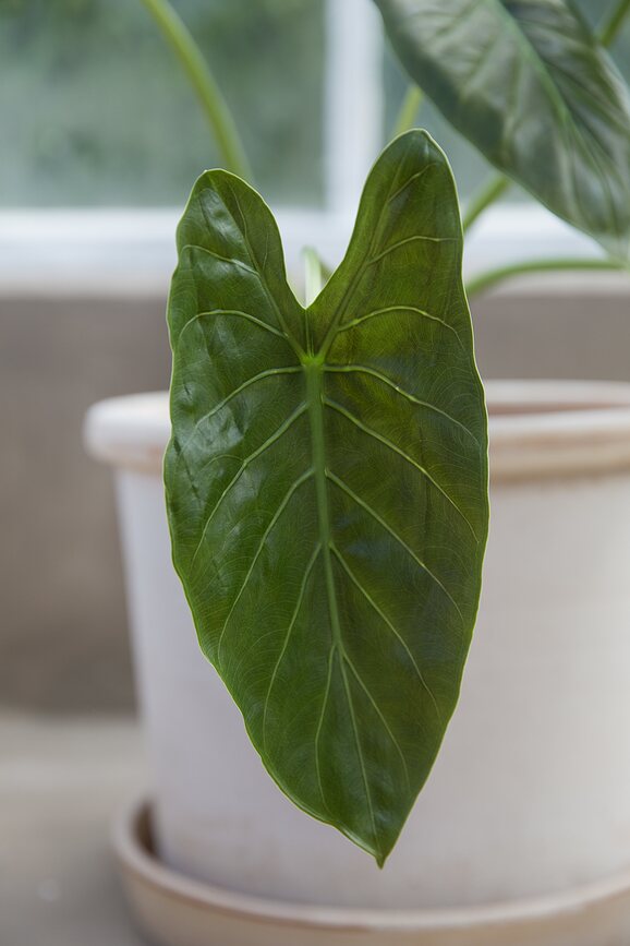 Galestro Vrtni lonec, 18 cm, roza, s podstavkom