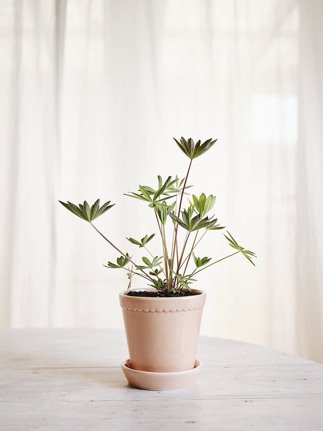 Helena Cvetlični lonec s podstavkom glaziran, 14 cm, roza