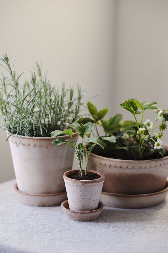 Helena Γλάστρα χαμηλή, με πιατάκι, 11 x 21 εκ., ροζ