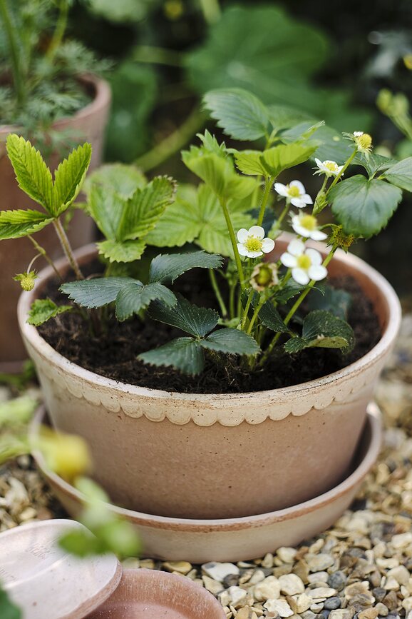 Helena Γλάστρα χαμηλή, με πιατάκι, 11 x 21 εκ., ροζ