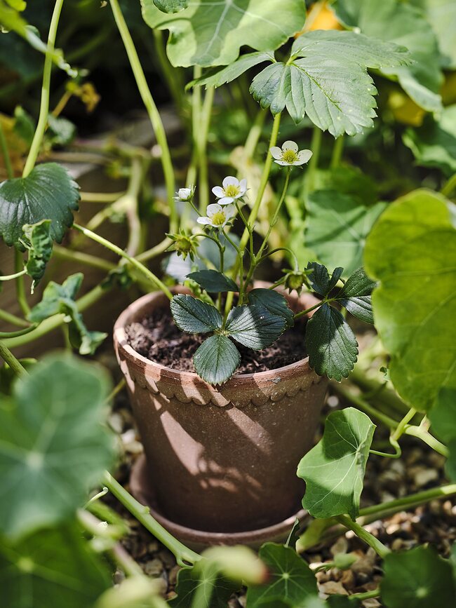 Helena Γλάστρα με πιατάκι, 12 εκ., ροζ