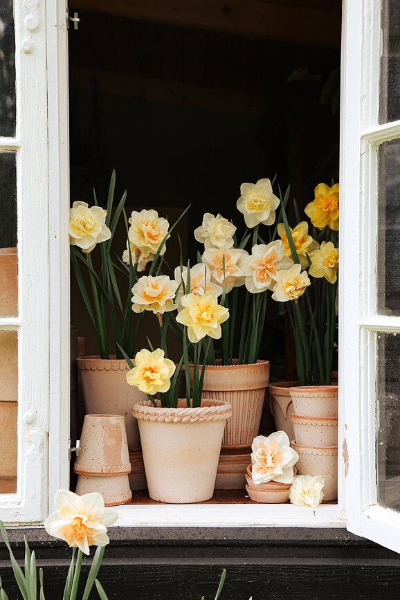 Helena Γλάστρα με πιατάκι, 12 εκ., ροζ