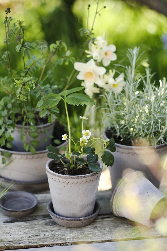 Helena Pot de Fleurs avec soucoupe, 12 cm, gris