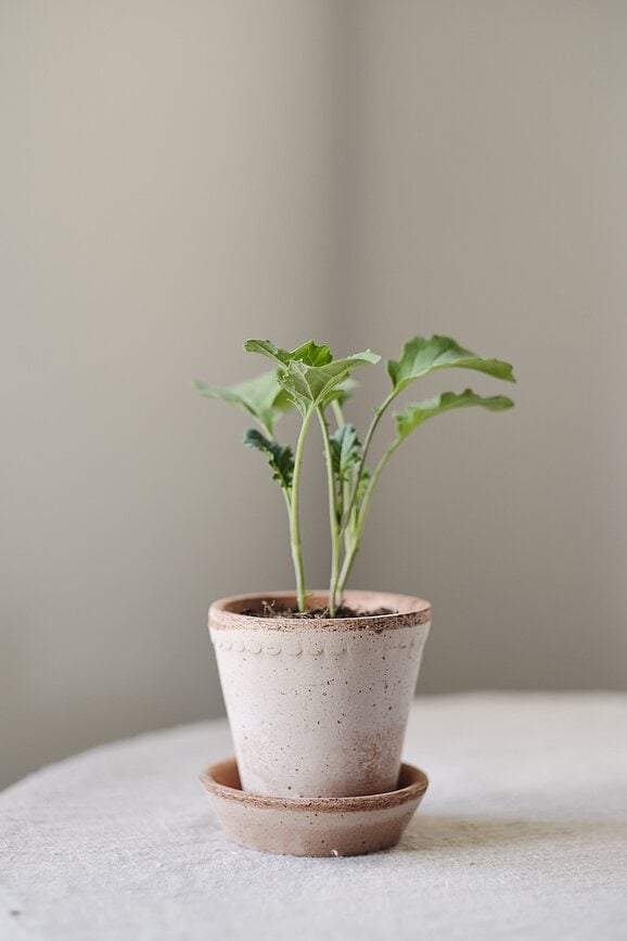 Helena Pot de Fleurs avec soucoupe, 12 cm, rose