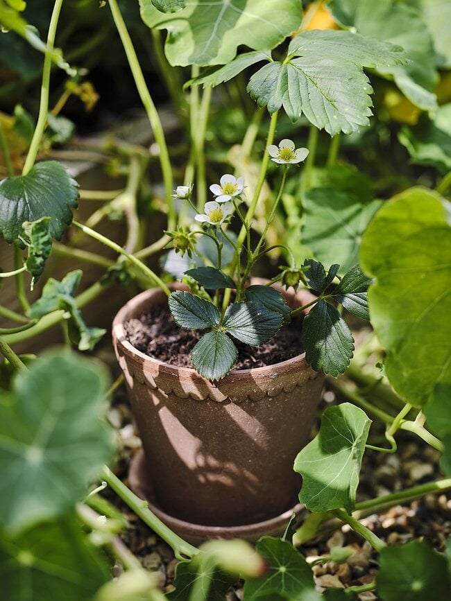 Helena Pot de Fleurs avec soucoupe, 12 cm, rose