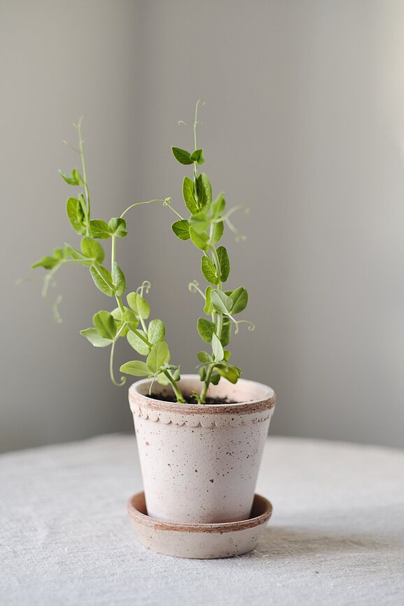 Helena Pot de Fleurs avec soucoupe, 12 cm, rose