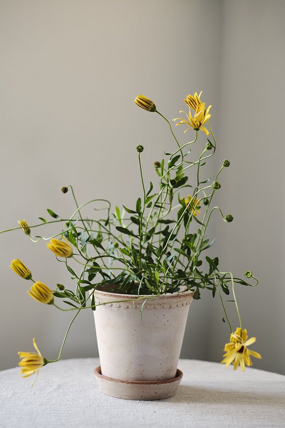 Helena Pot de Fleurs avec soucoupe, 12 cm, rose