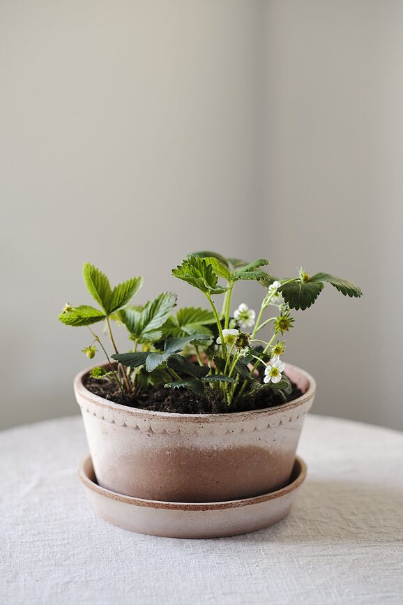 Helena Pot de Fleurs bas avec soucoupe, 11 x 21 cm, rose