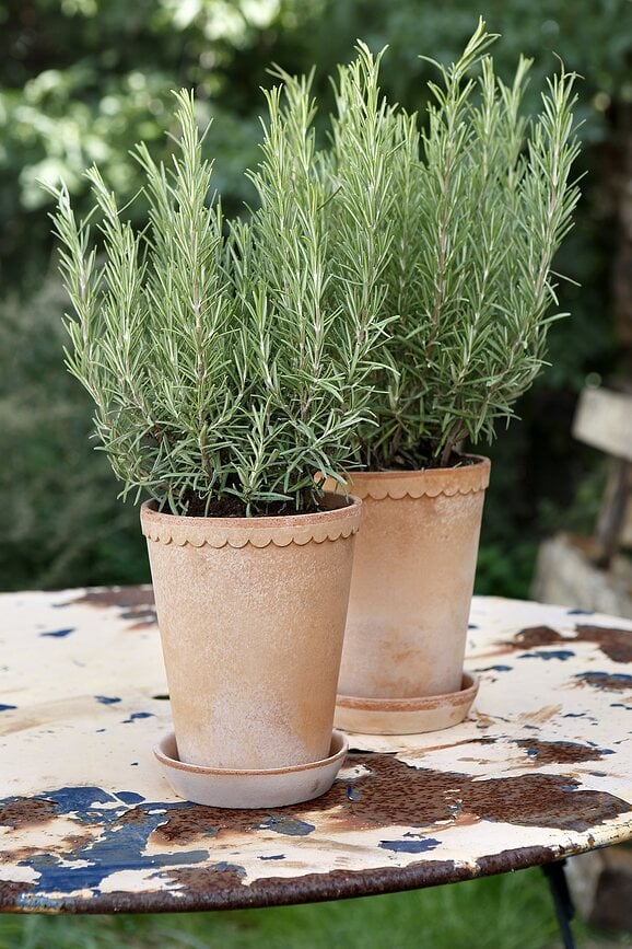 Helena Pot de fleurs haut avec soucoupe, 18 x 14 cm, rose