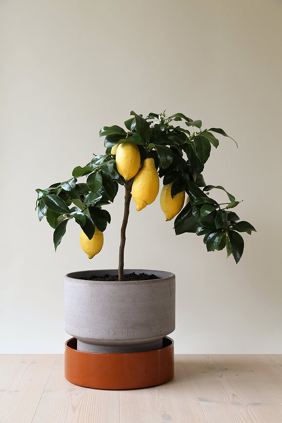 Hoff Pot de Fleurs, 8 cm, gris