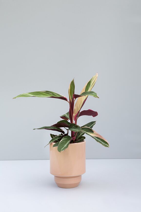 Hoff Okrasni lonec glaziran, 14 cm, roza