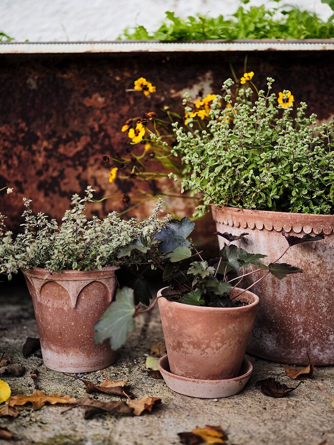 Julie Rustic Pot de Fleurs avec soucoupe, rose
