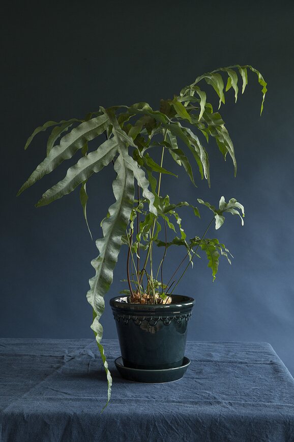 Københavner Pot de Fleurs 10 cm, avec soucoupe, émaillé, bleu