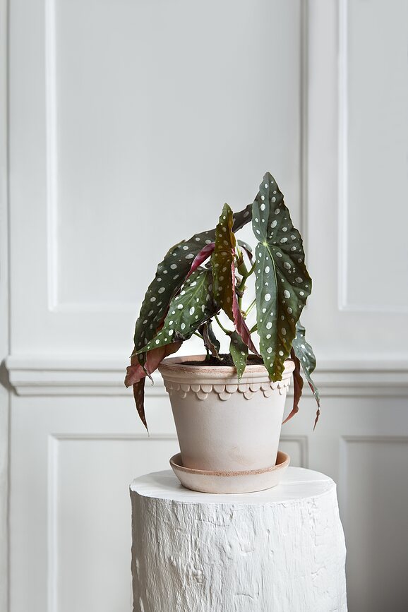 Københavner Pot de Fleurs avec soucoupe, 16 cm, rose