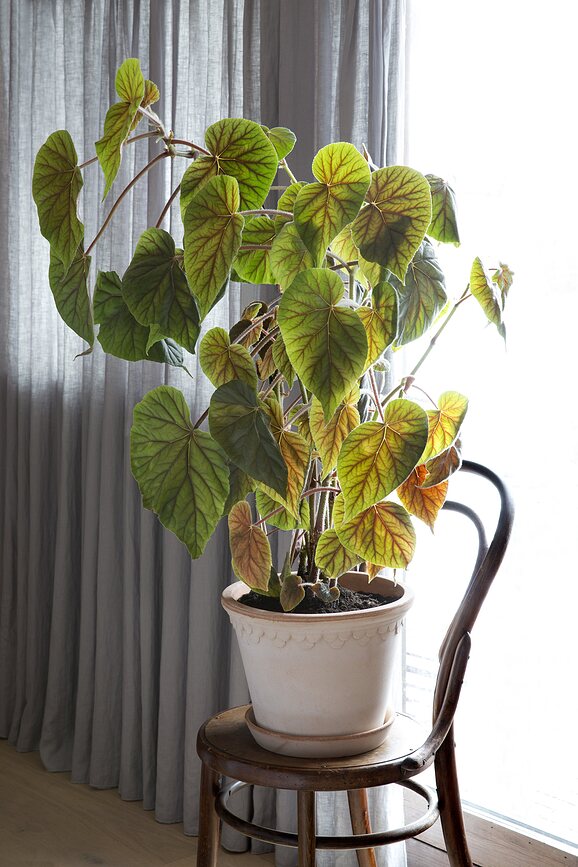 Københavner Pot de Fleurs avec soucoupe, 16 cm, rose