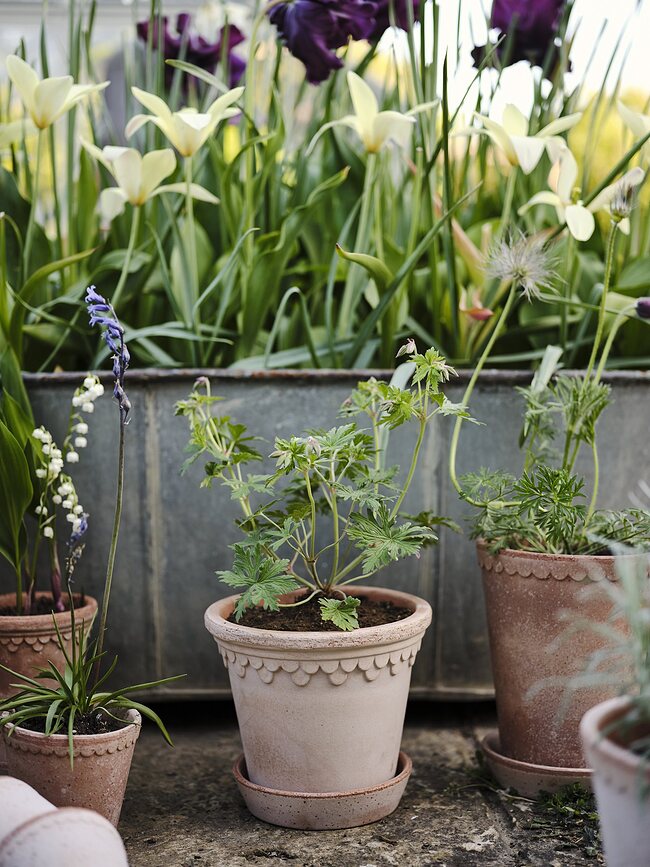 Københavner Pot de Fleurs avec soucoupe, 16 cm, rose