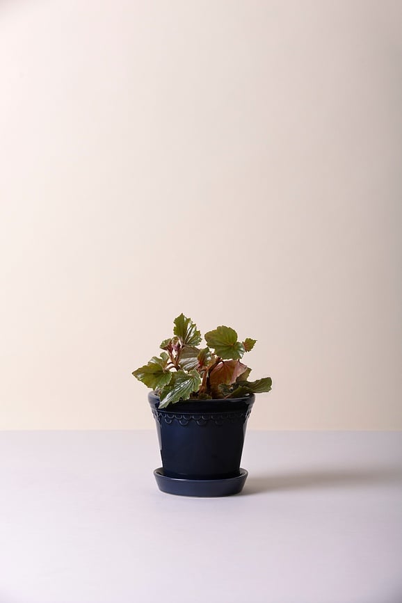 Københavner Pot avec Soucoupe, émaillé, bleu saphir, 14 cm