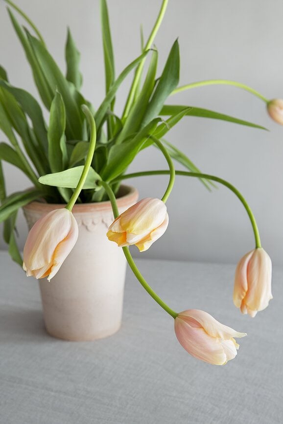 Københavner Posuda za cvijeće visoka 18 cm ružičasta s podloškom