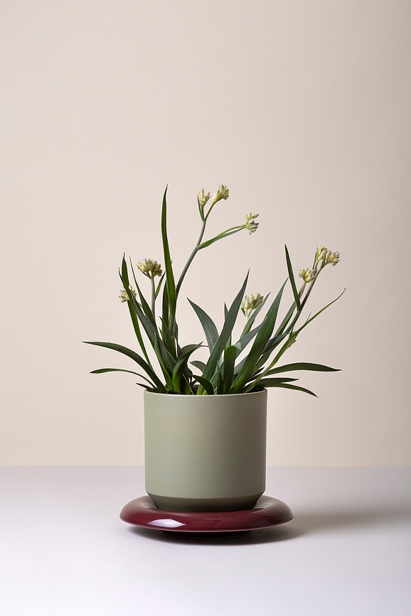 Lily Lonček za rože, 8 cm, žajbljevo zelena