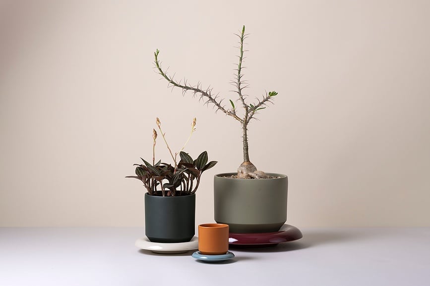 Lily Pot 8 cm, orange