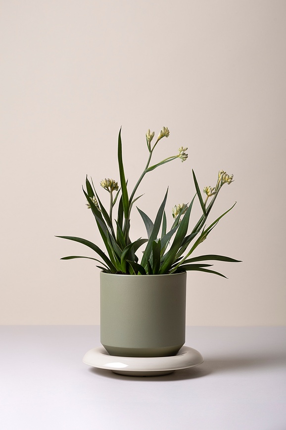 Lily Soucoupe 21 cm, sable