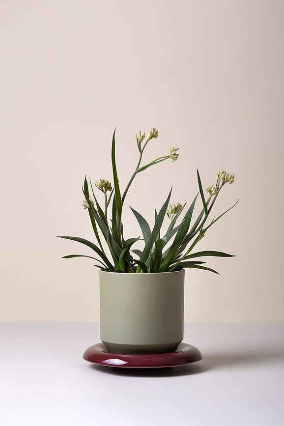 Lily Tegla za cvijeće 8 cm kadulja zelena