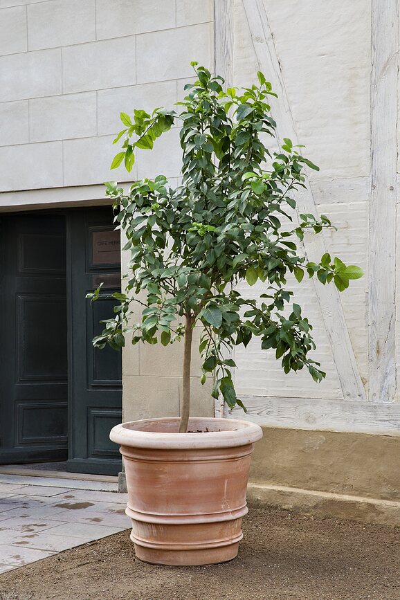 Lucca Vrtni lonec, 40 cm, rožnat