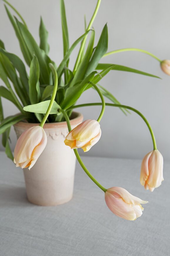 Maceta alta Københavner, 18 cm, rosa, con plato