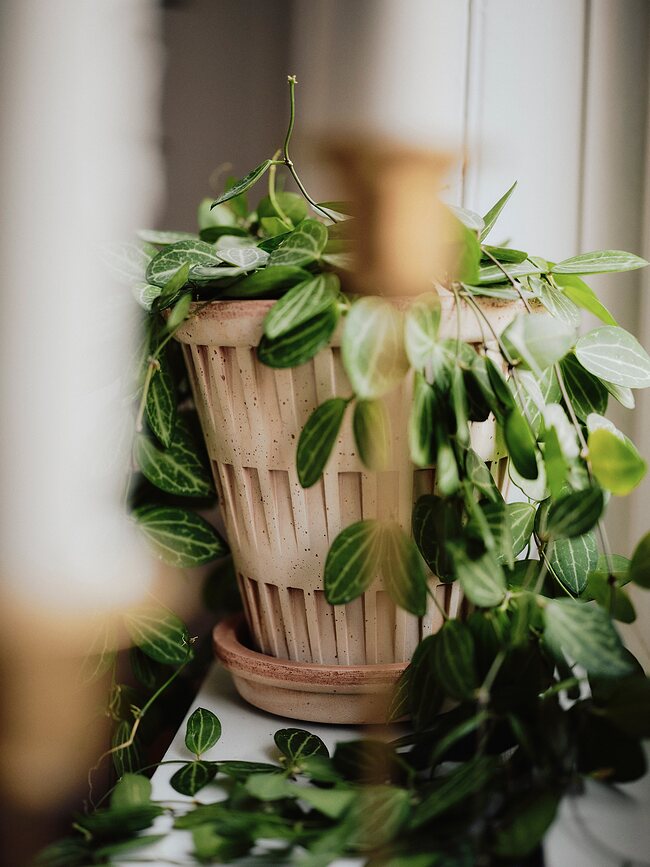 Maceta con plato Pantheon, 12 cm, rosa