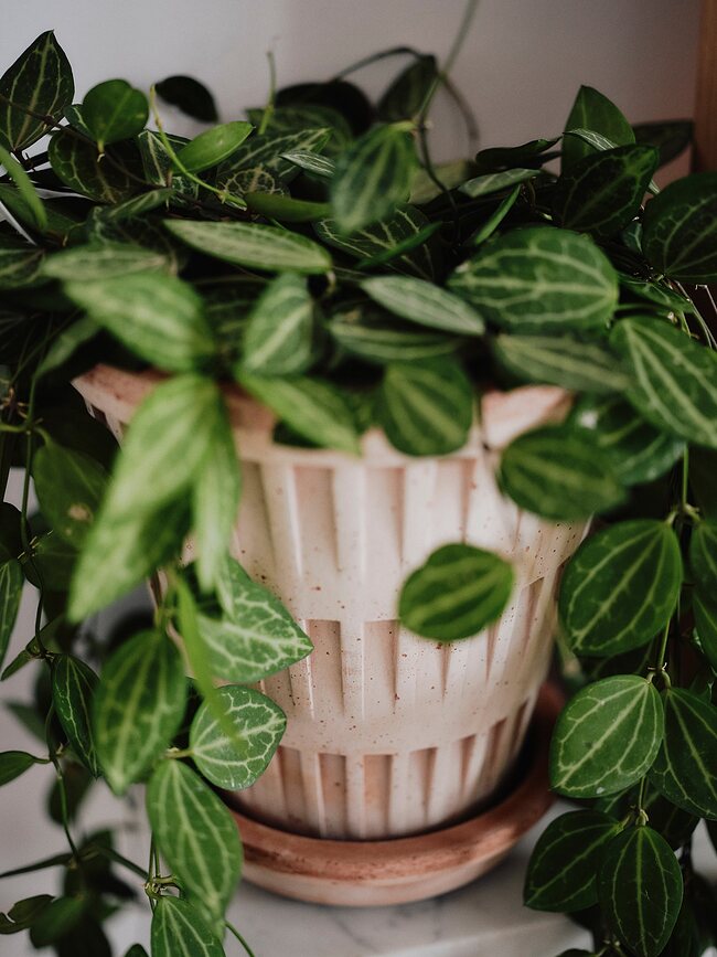 Maceta con plato Pantheon, 12 cm, rosa