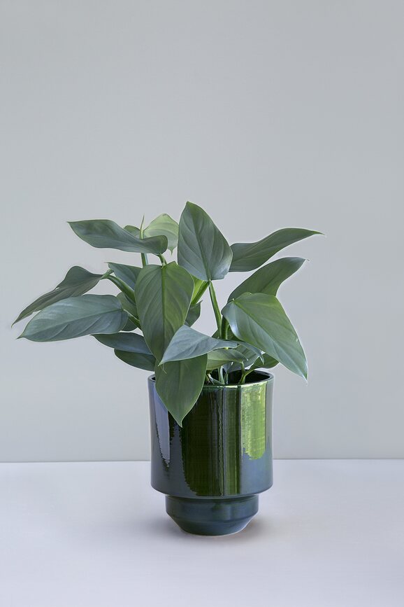 Maceta decorativa Hoff, de cerámica esmaltada, 18 cm, verde