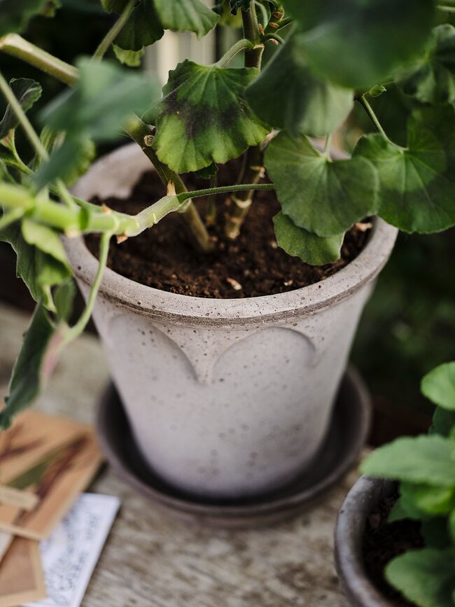 Maceta Elizabeth de cerámica, 12 cm, gris, con plato