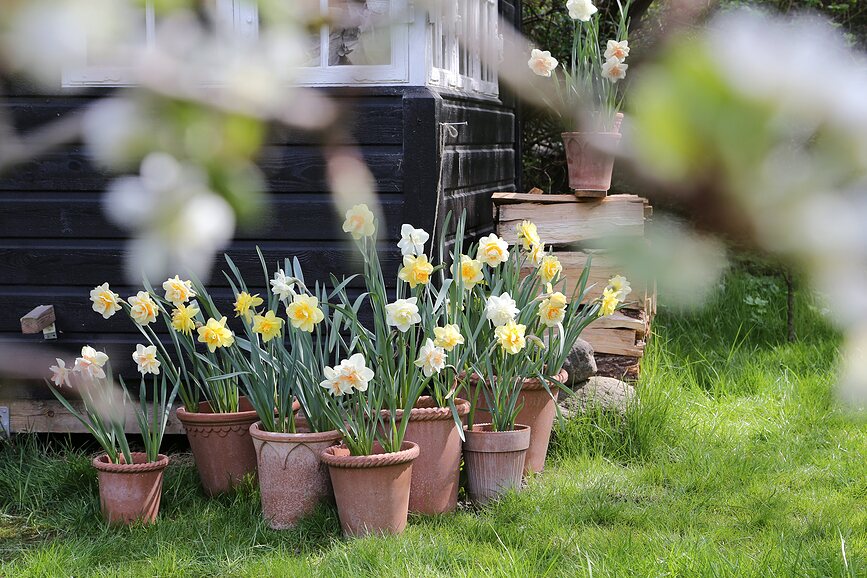Maceta con plato Emilia, 25 cm, rosa