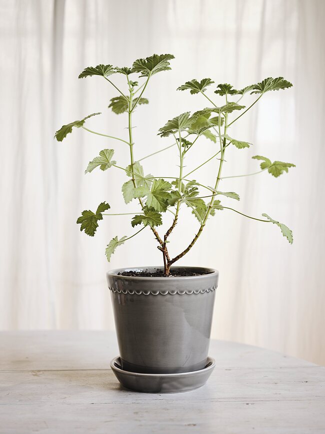 Maceta esmaltada Helena, 18 cm, gris, con plato