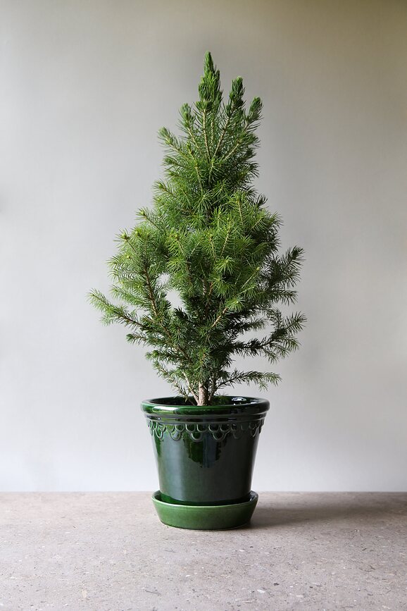 Maceta esmaltada Københavner, 12 cm, verde, con plato