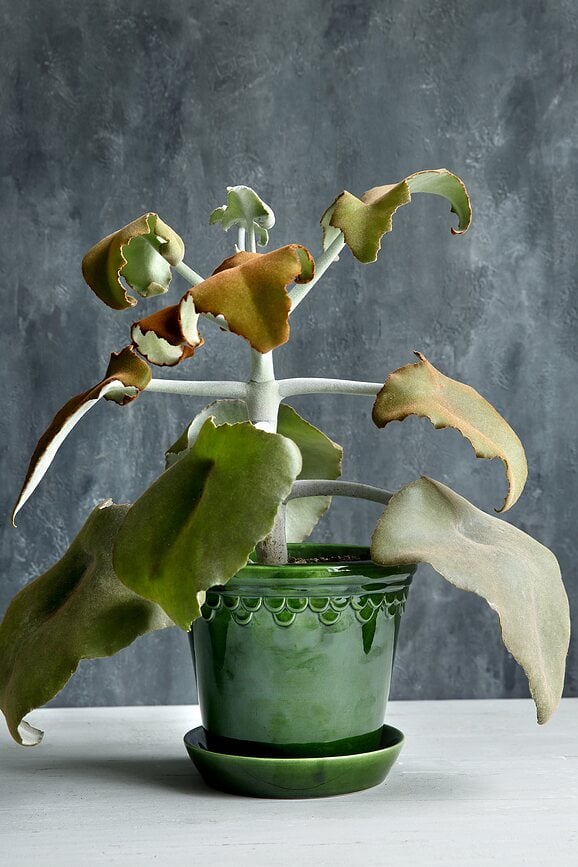 Maceta esmaltada Københavner, 12 cm, verde, con plato