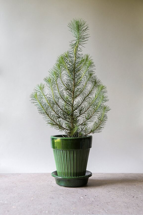 Maceta esmaltada Simona, 12 cm, verde, con plato